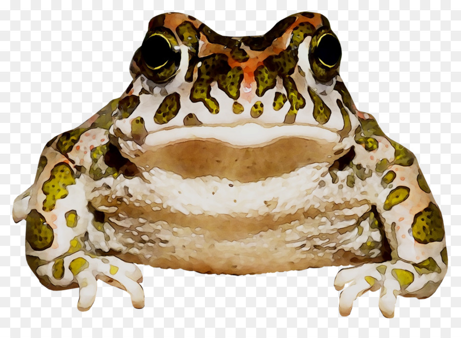 Amerika Bullfrog，Benar Katak PNG