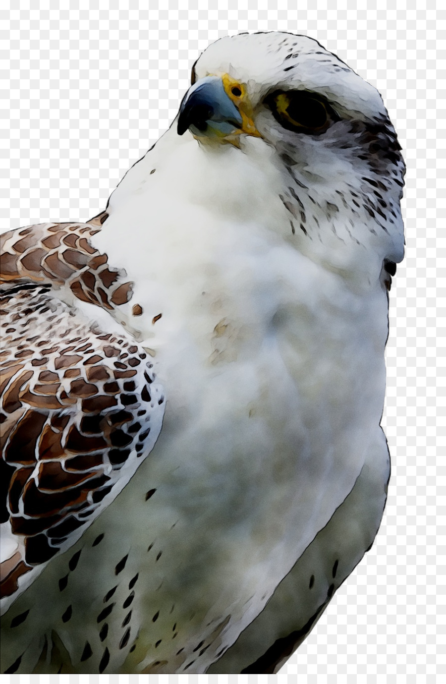 Burung Hantu，Elang PNG