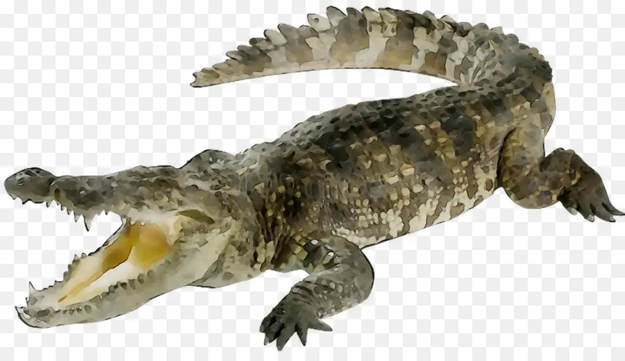 Buaya，Reptil PNG