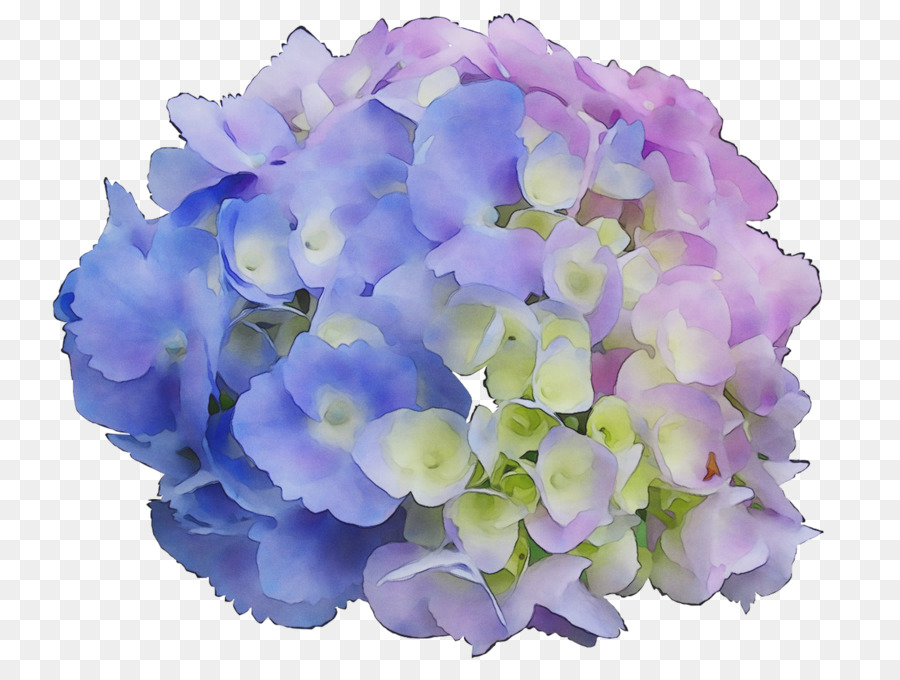 Bunga Hortensia，Bunga PNG