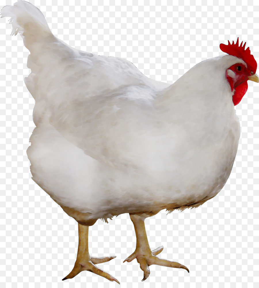  Ayam  Pedaging Cornish Ayam  Ayam  gambar  png