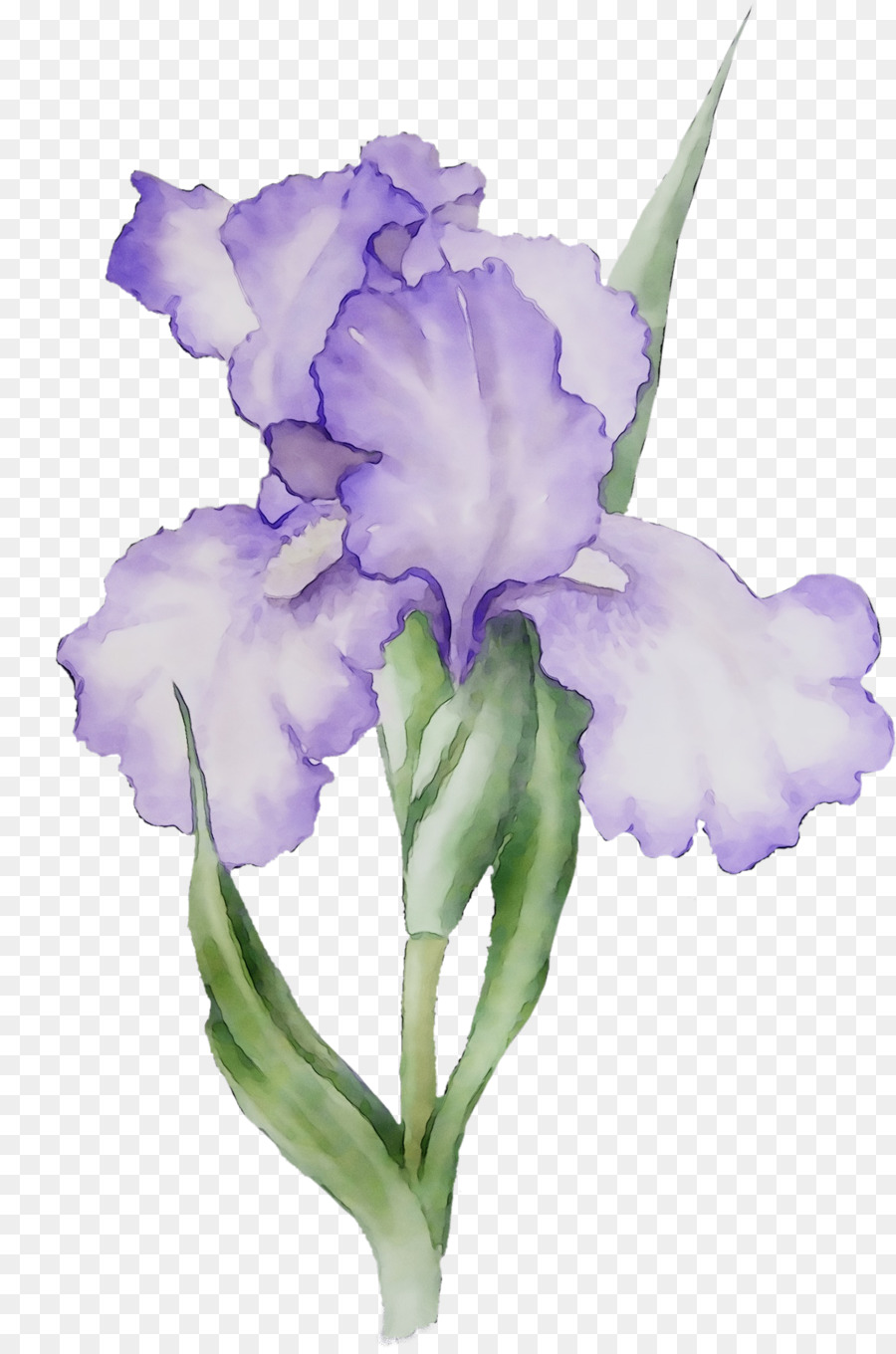 Iris，Ungu PNG