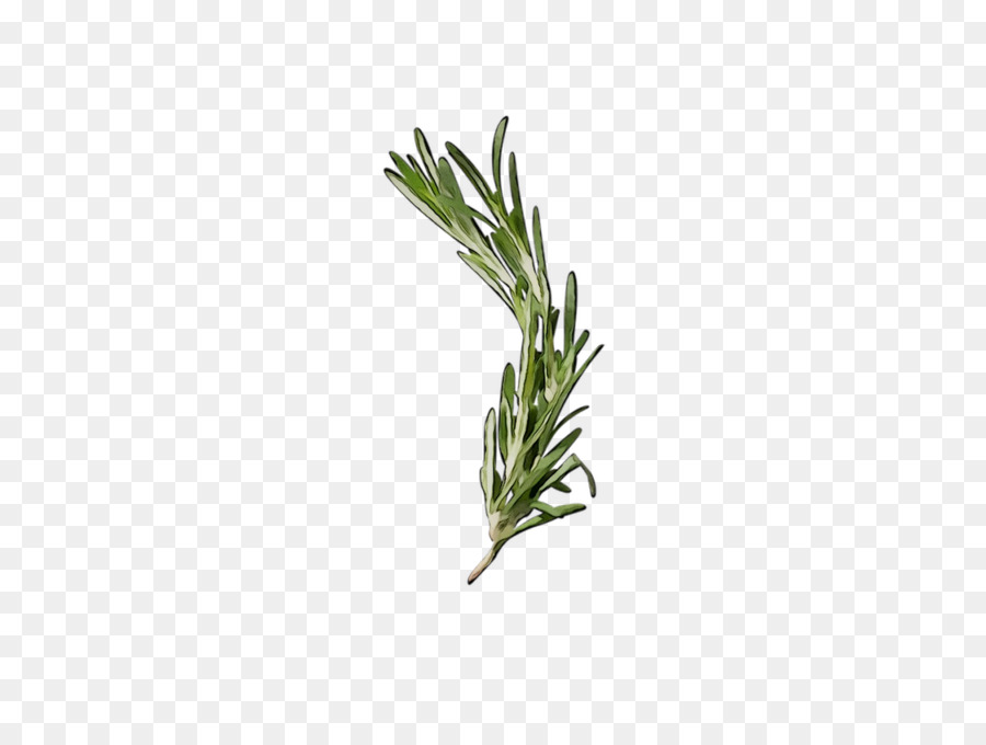 Rosemary，Herba PNG