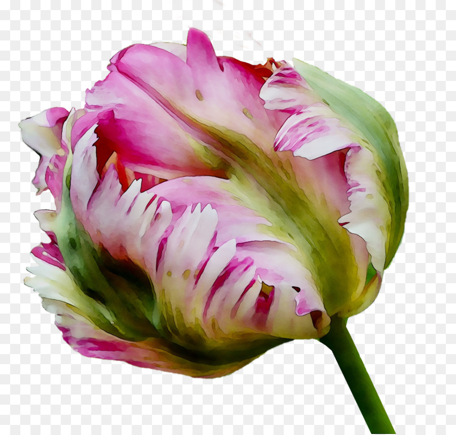 Tulip，Bunga Potong PNG