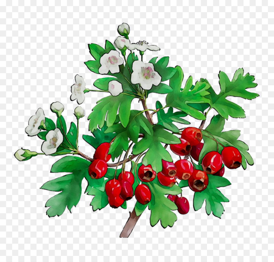 Berry Merah Dan Bunga Putih，Daun Hijau PNG