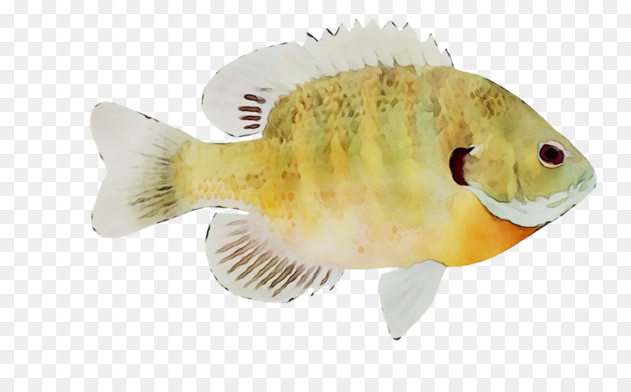 Ikan Kuning，Laut PNG