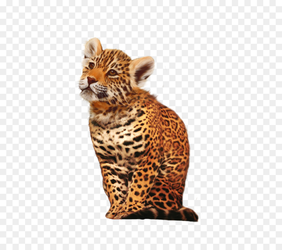 Macan Tutul，Kucing Besar PNG