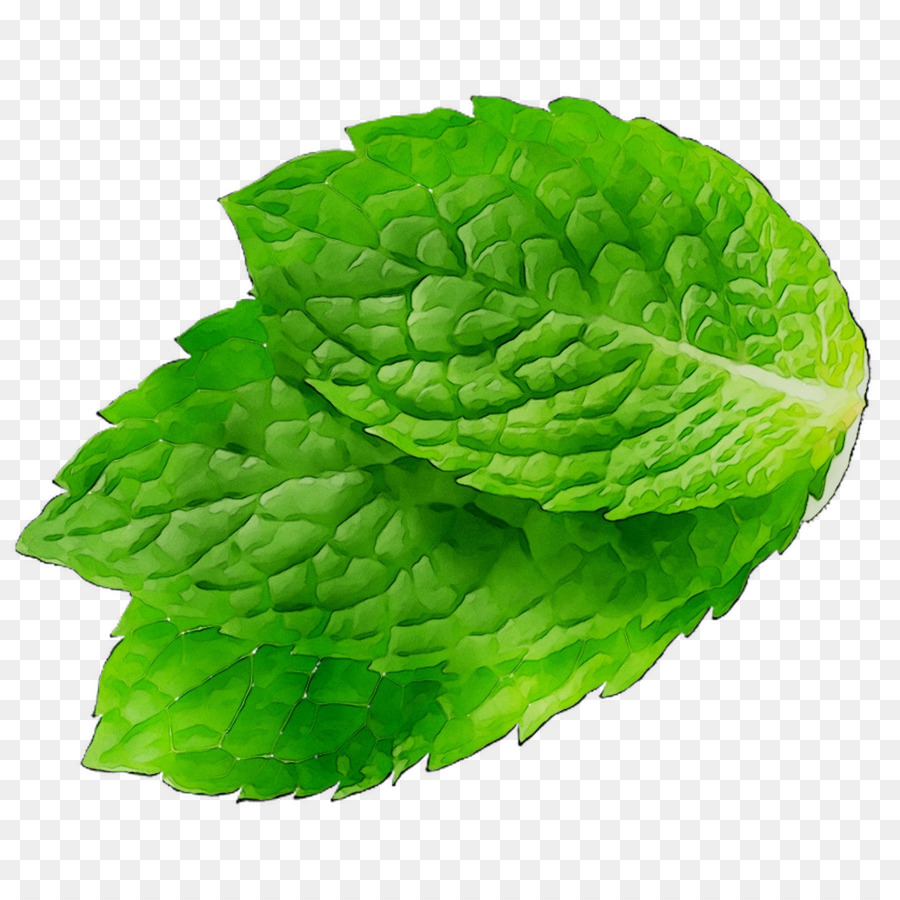 Daun Mint，Herba PNG