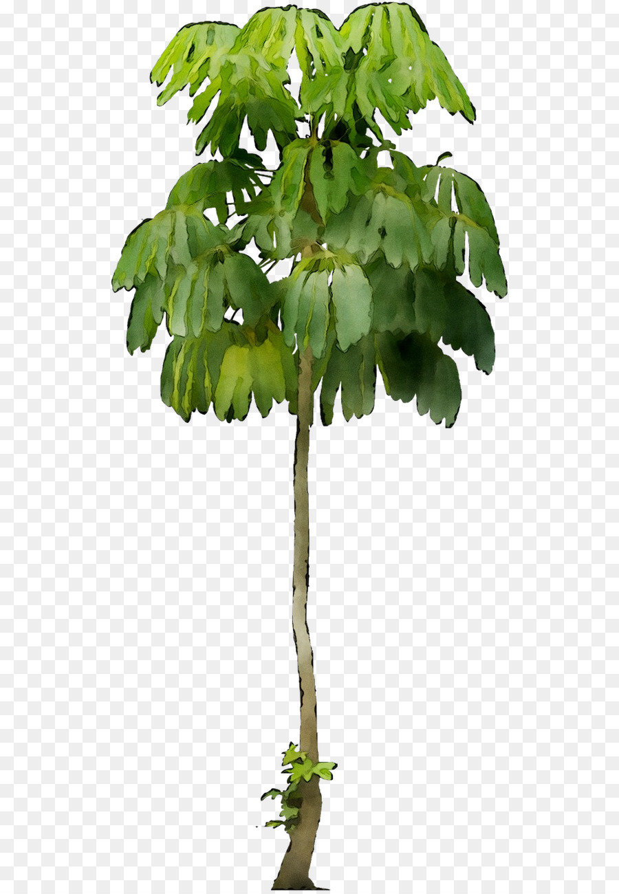 Kerdil Payung Pohon，Schefflera Actinophylla PNG