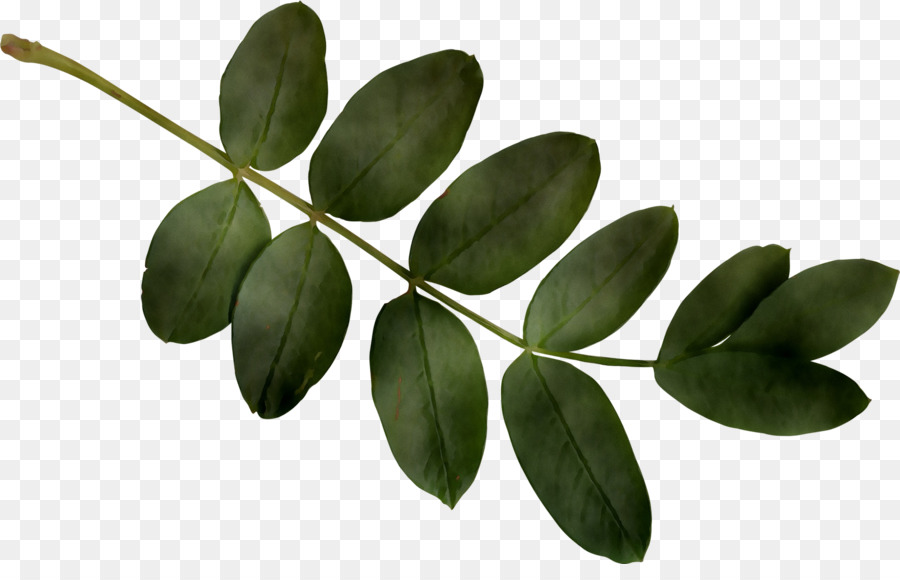 Daun Kari，Herba PNG