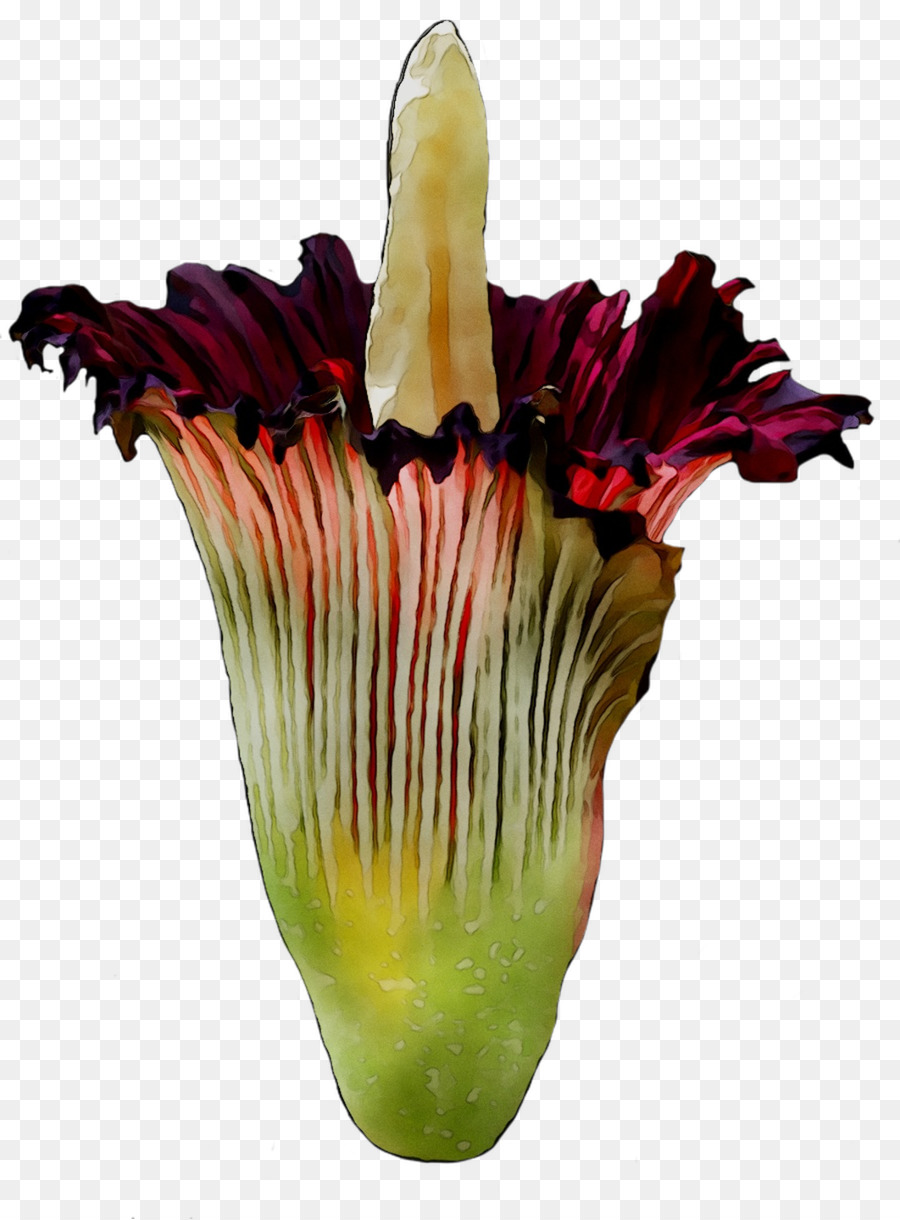 Amorphophallus Titanum，Kelopak PNG