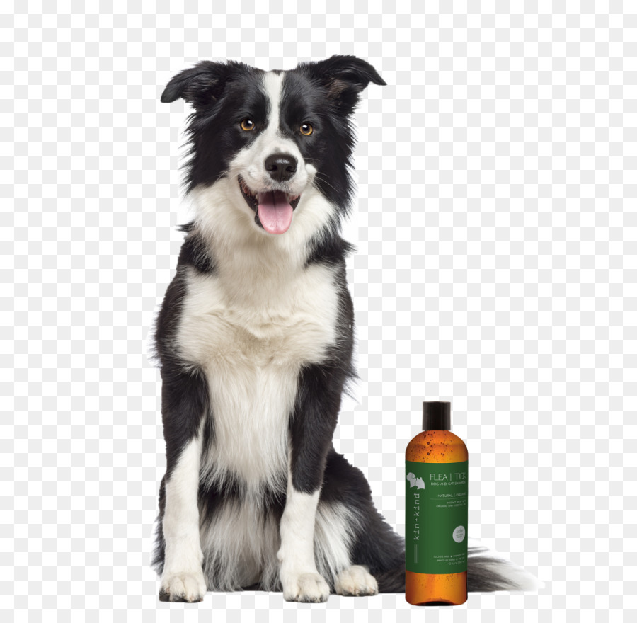 Collie Kasar，Border Collie PNG