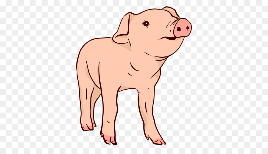 Babi Domestik，Babi PNG