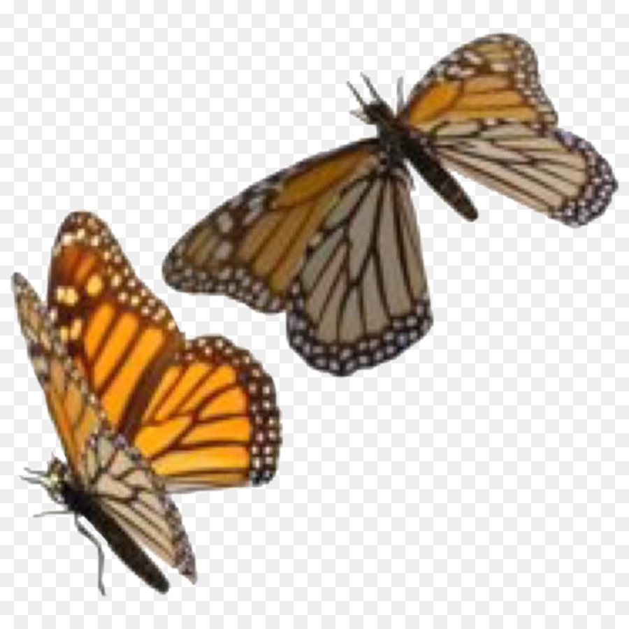 Serangga Kupu  Kupu  Monarch Glasswing Kupukupu gambar png