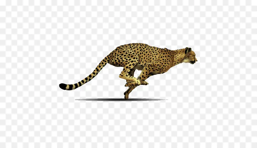 Cheetah，Bintik Bintik PNG