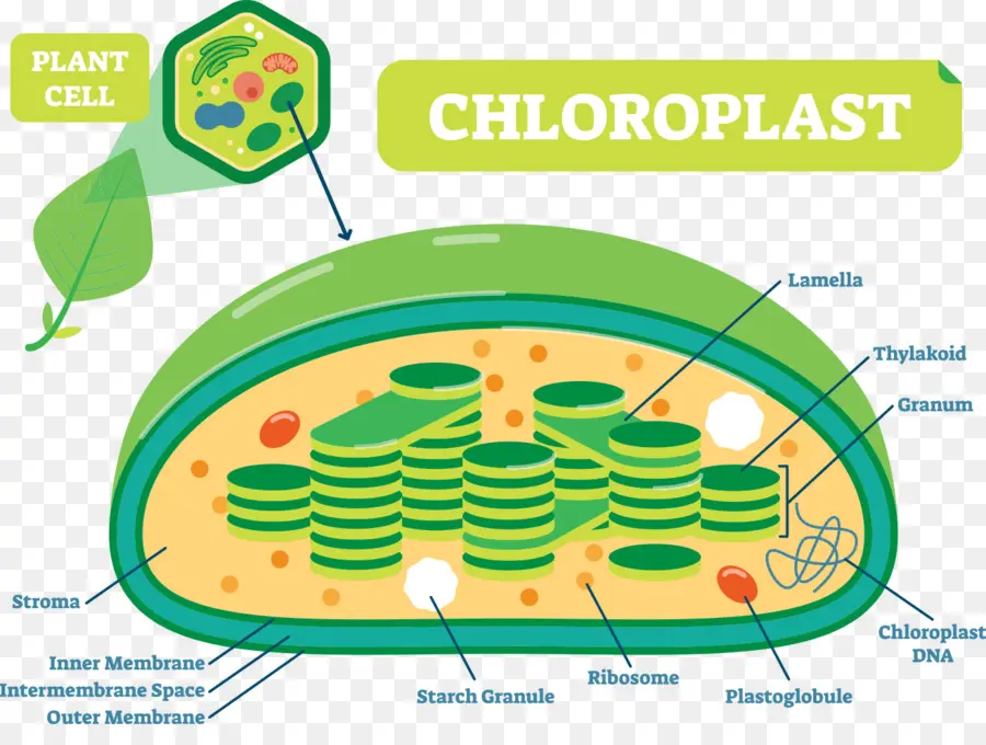 Kloroplas，Sel Tumbuhan PNG
