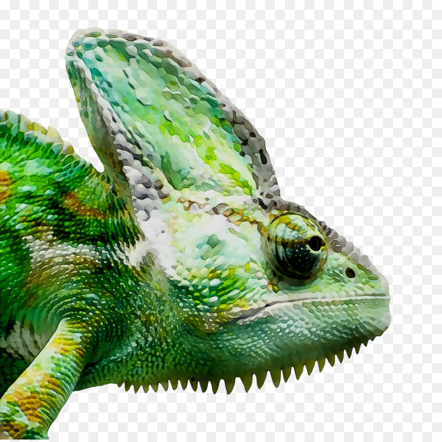 Bunglon，Reptil PNG