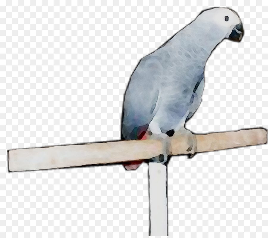 Macaw，Parkit PNG