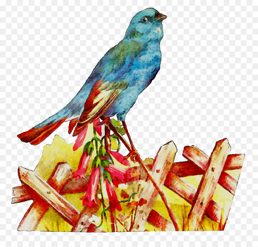 Burung，Macaw PNG