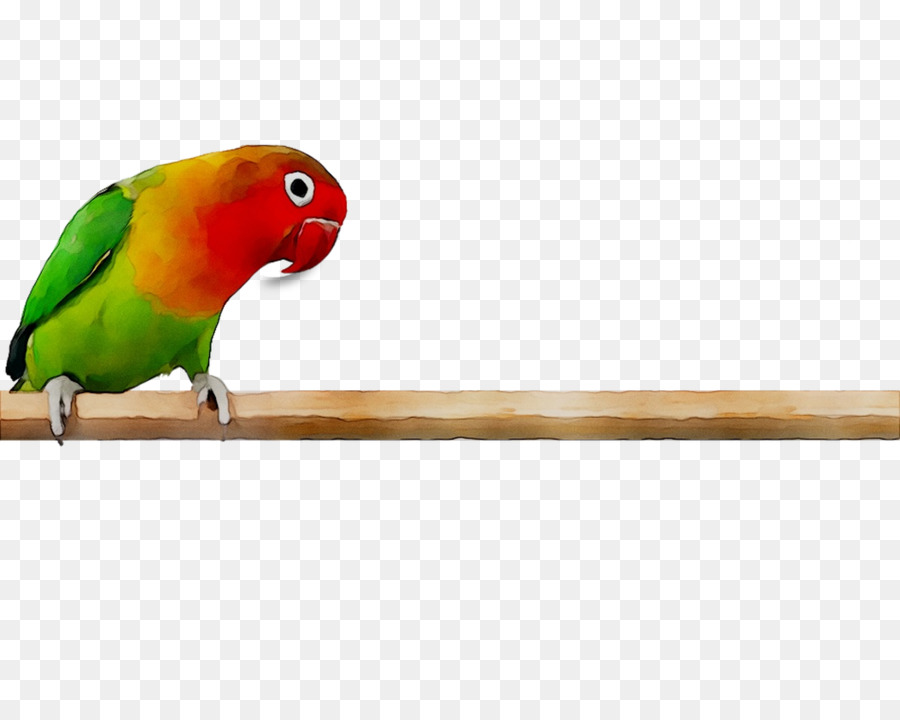 Lovebird，Parkit PNG