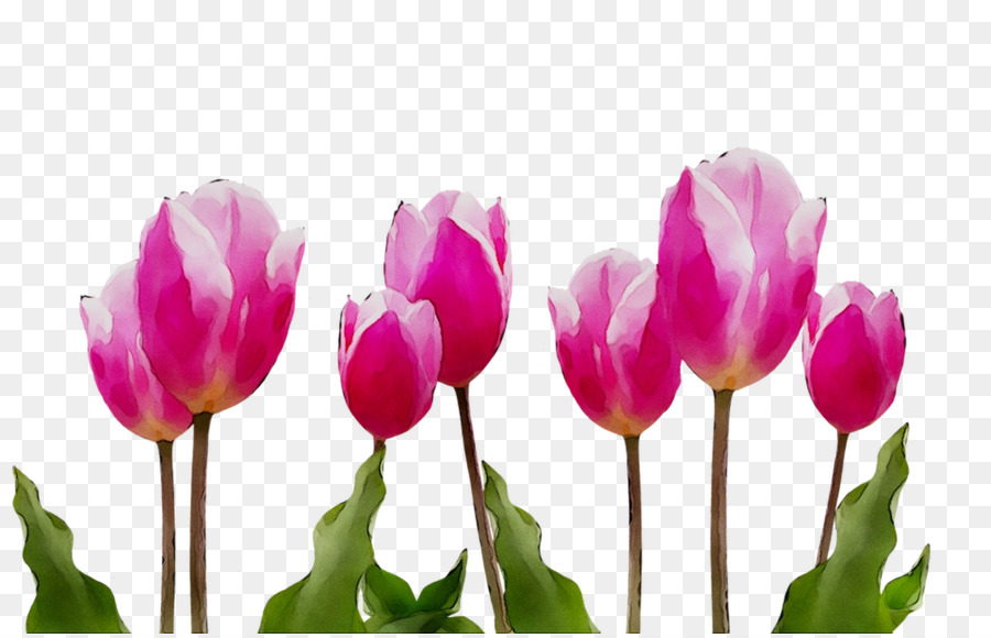 Tulip Berwarna Warni，Musim Semi PNG