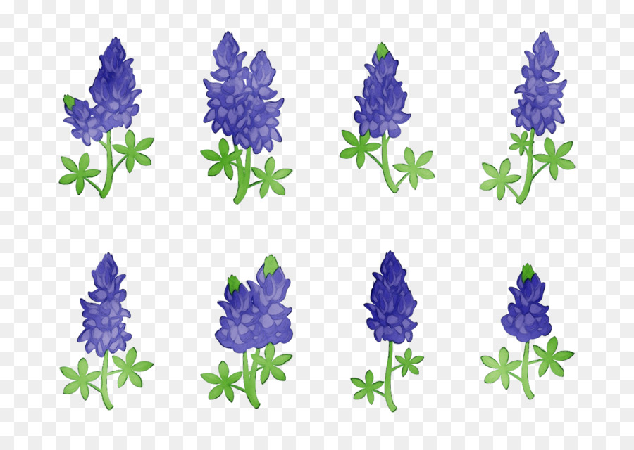 Bunga Biru，Bluebonnet PNG