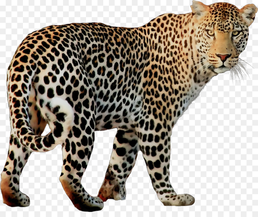Macan Tutul，Sepatu Cheetah PNG