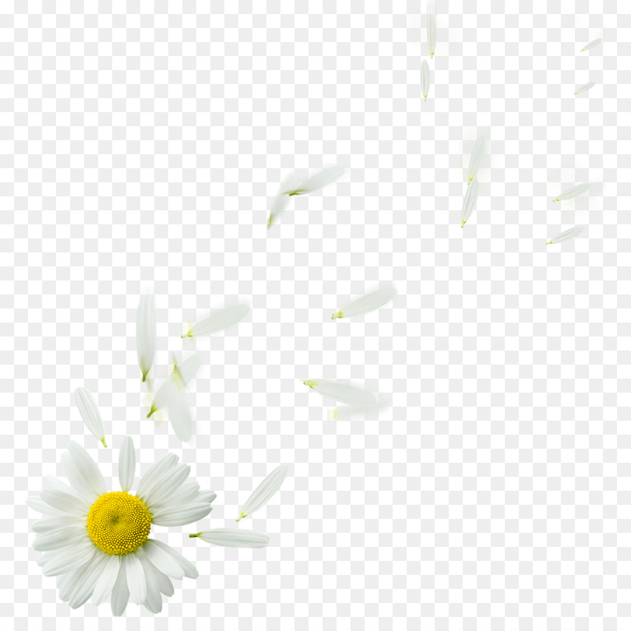 Daisy Ketutu，Desktop Wallpaper PNG