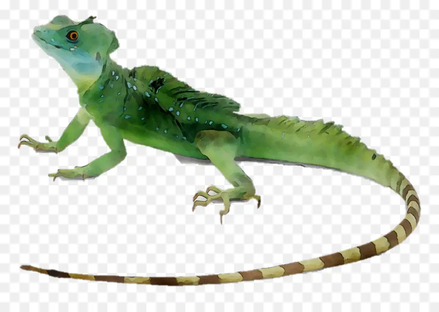 Kadal Hijau，Reptil PNG