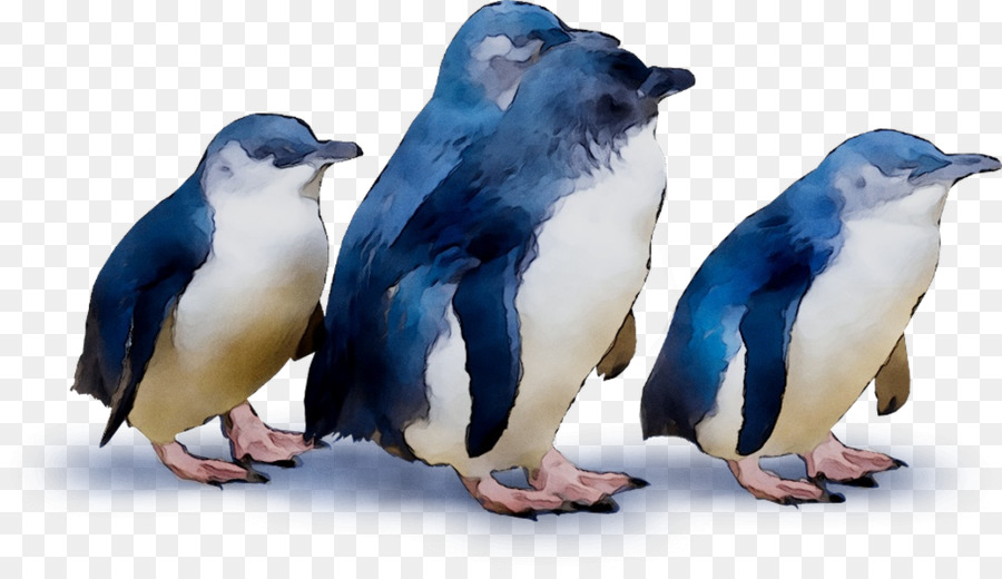 Penguin，Kelompok PNG