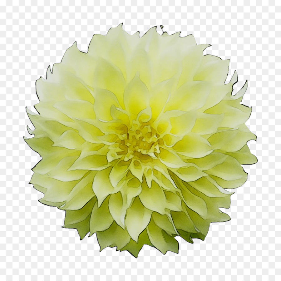 Dahlia，Pompom PNG