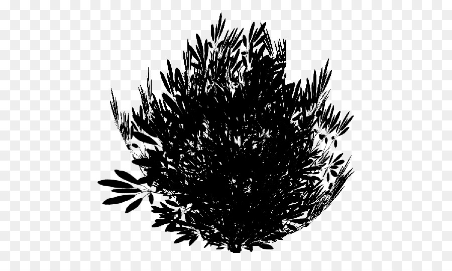 Pinus，Daun PNG