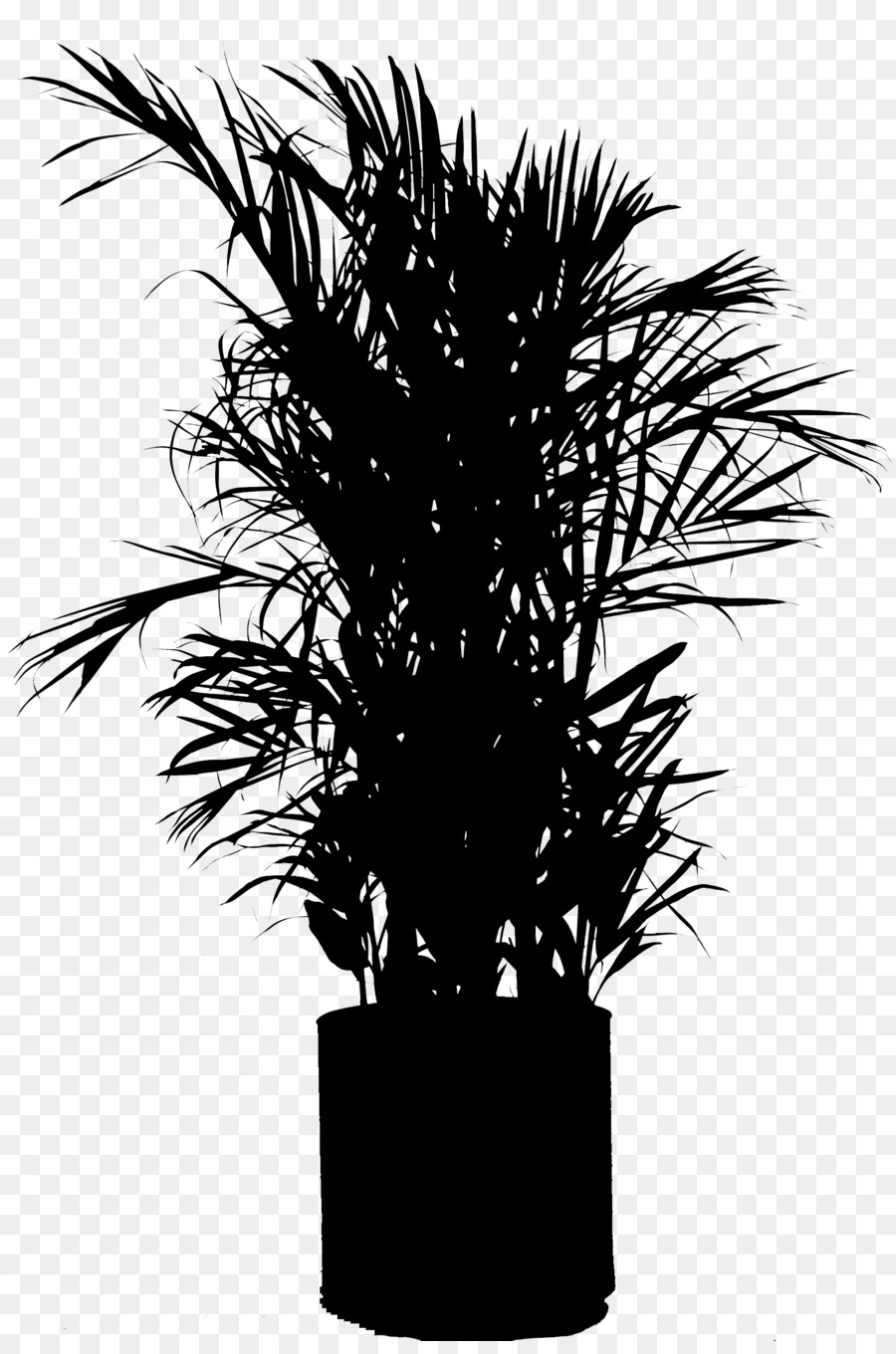 Asia Palmyra Palm，Pot Bunga PNG