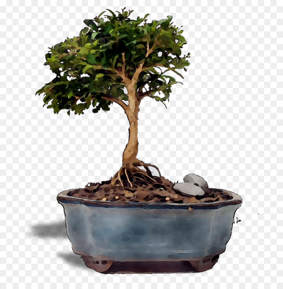 Pohon Bonsai，Miniatur PNG