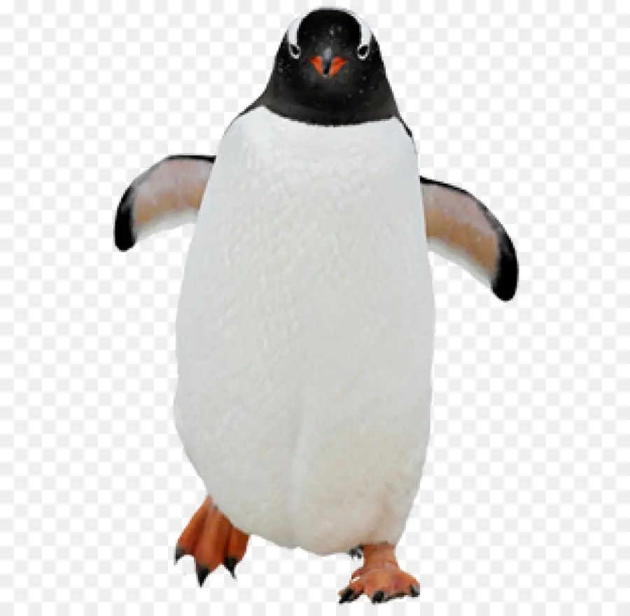 Penguin，Burung PNG