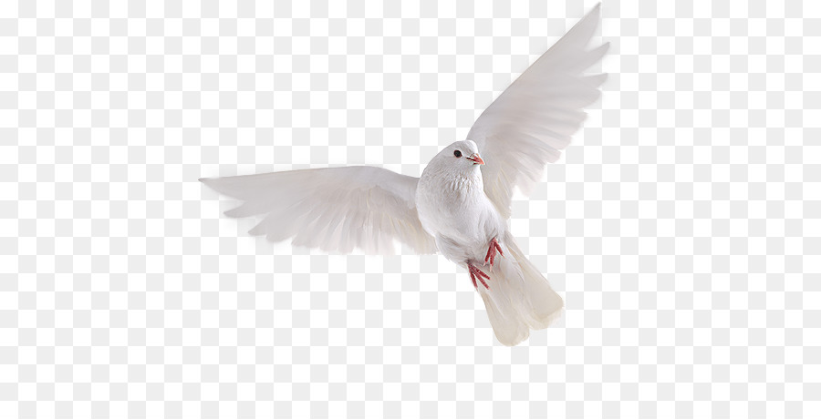 merpati dan merpati burung tiket pesawat gambar png png download id