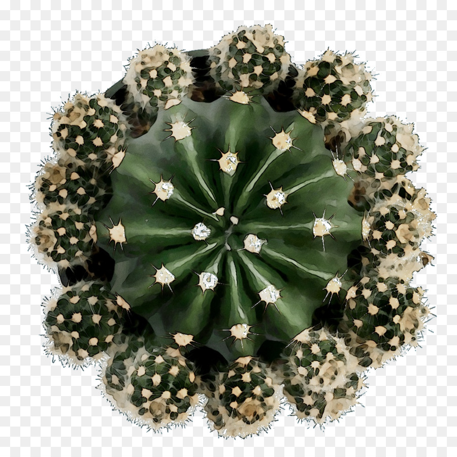 Echinocereus，Kaktus PNG