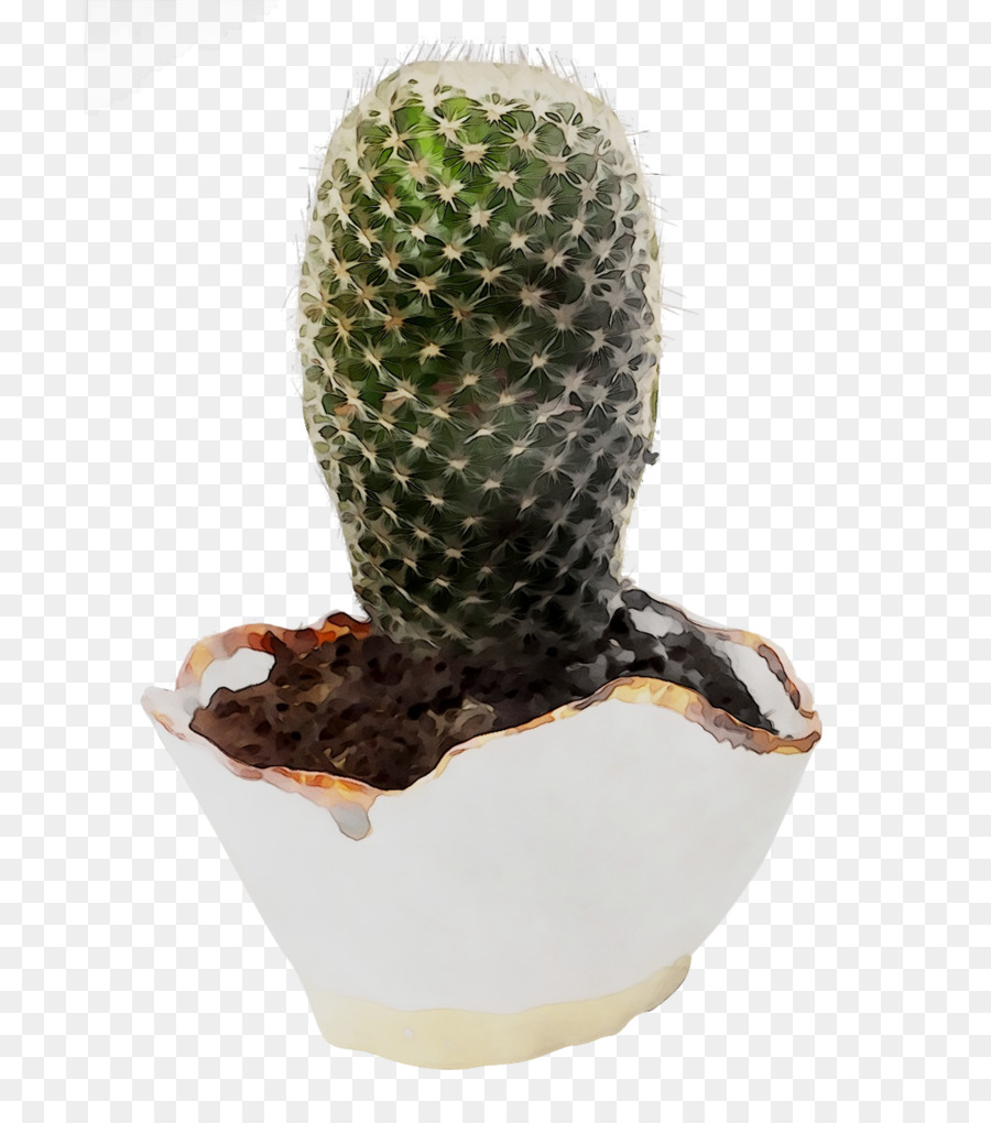 Kaktus，Segitiga Kaktus PNG