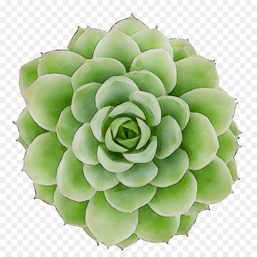 Bunga，Echeveria PNG