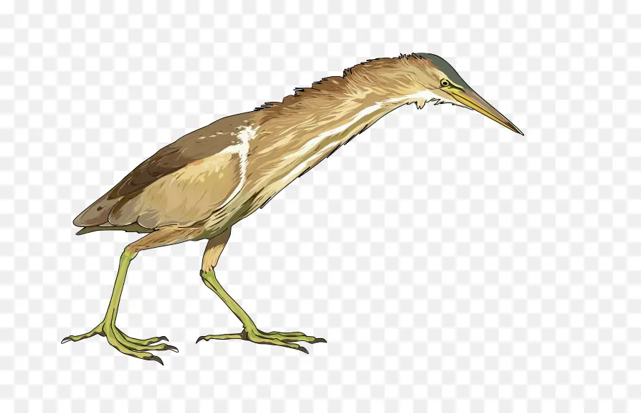 Bittern，Kuntul PNG