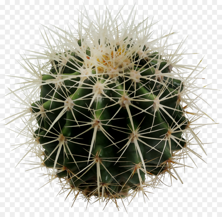 Kaktus，Desktop Wallpaper PNG