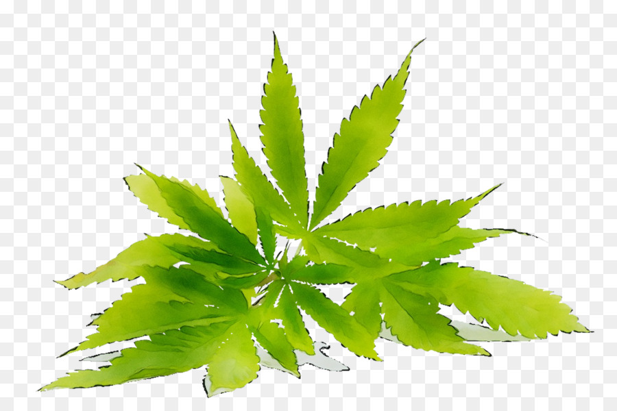 Daun Ganja，Ganja PNG