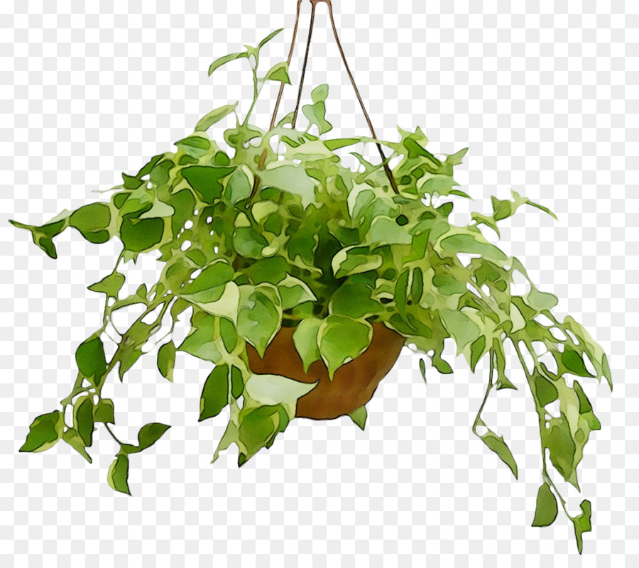 Pot Bunga，Houseplant PNG