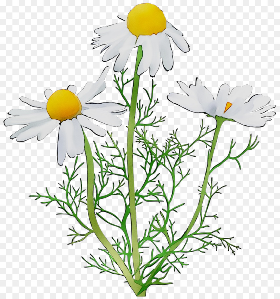 Daisy Ketutu，Chamomile Romawi PNG