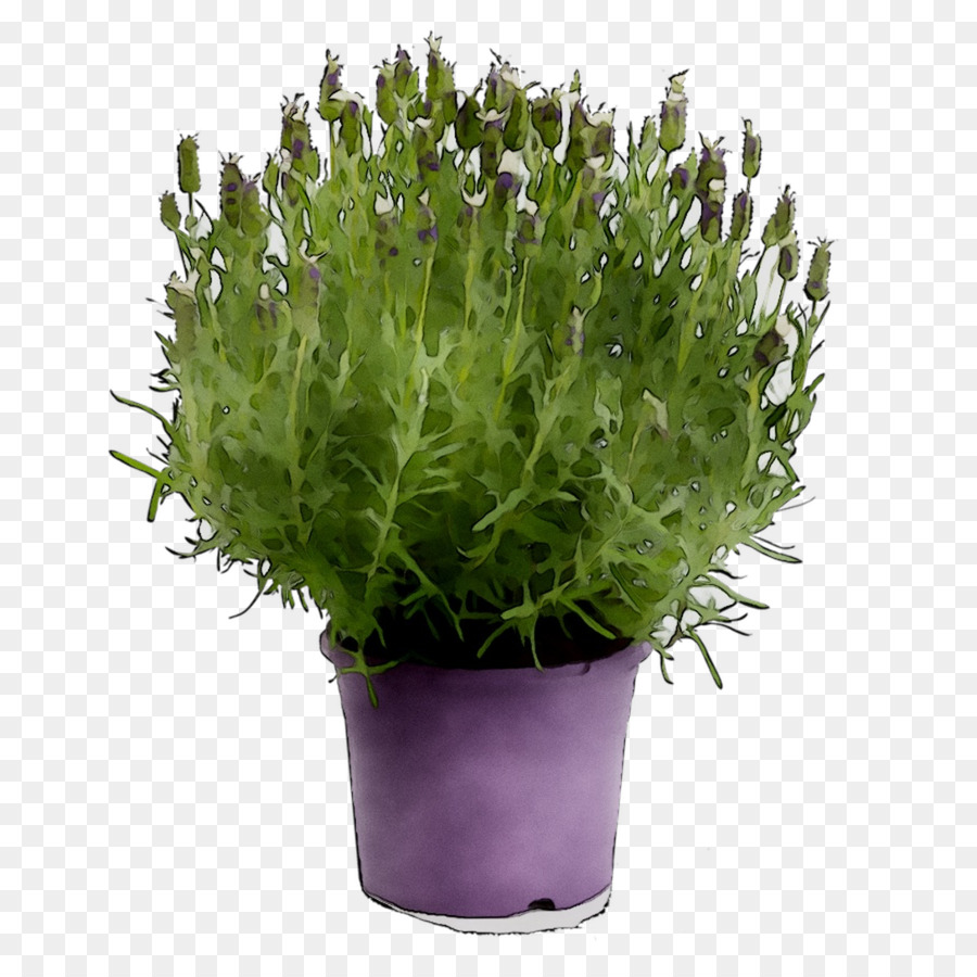 Lavender，Ungu PNG