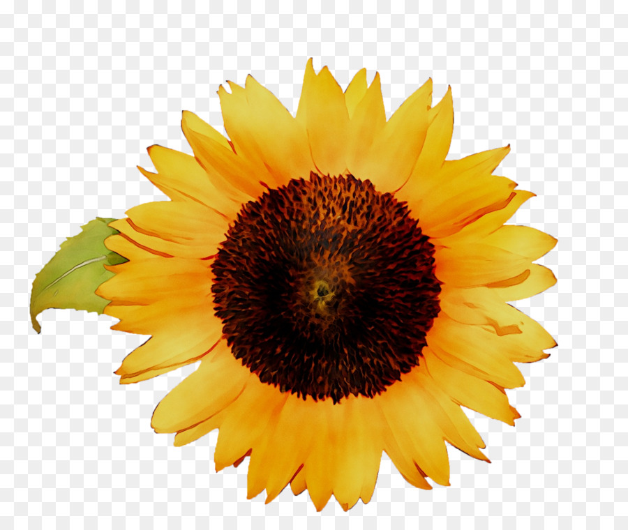 Bunga Matahari，Seni PNG