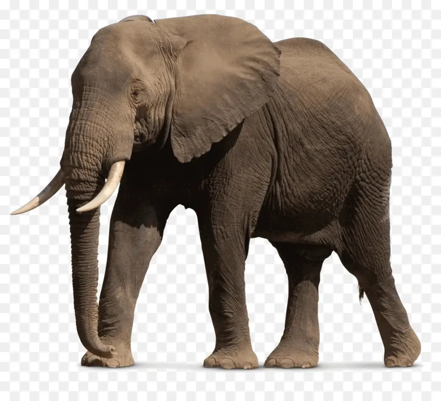 Gajah Afrika Bush，Gajah Asia PNG
