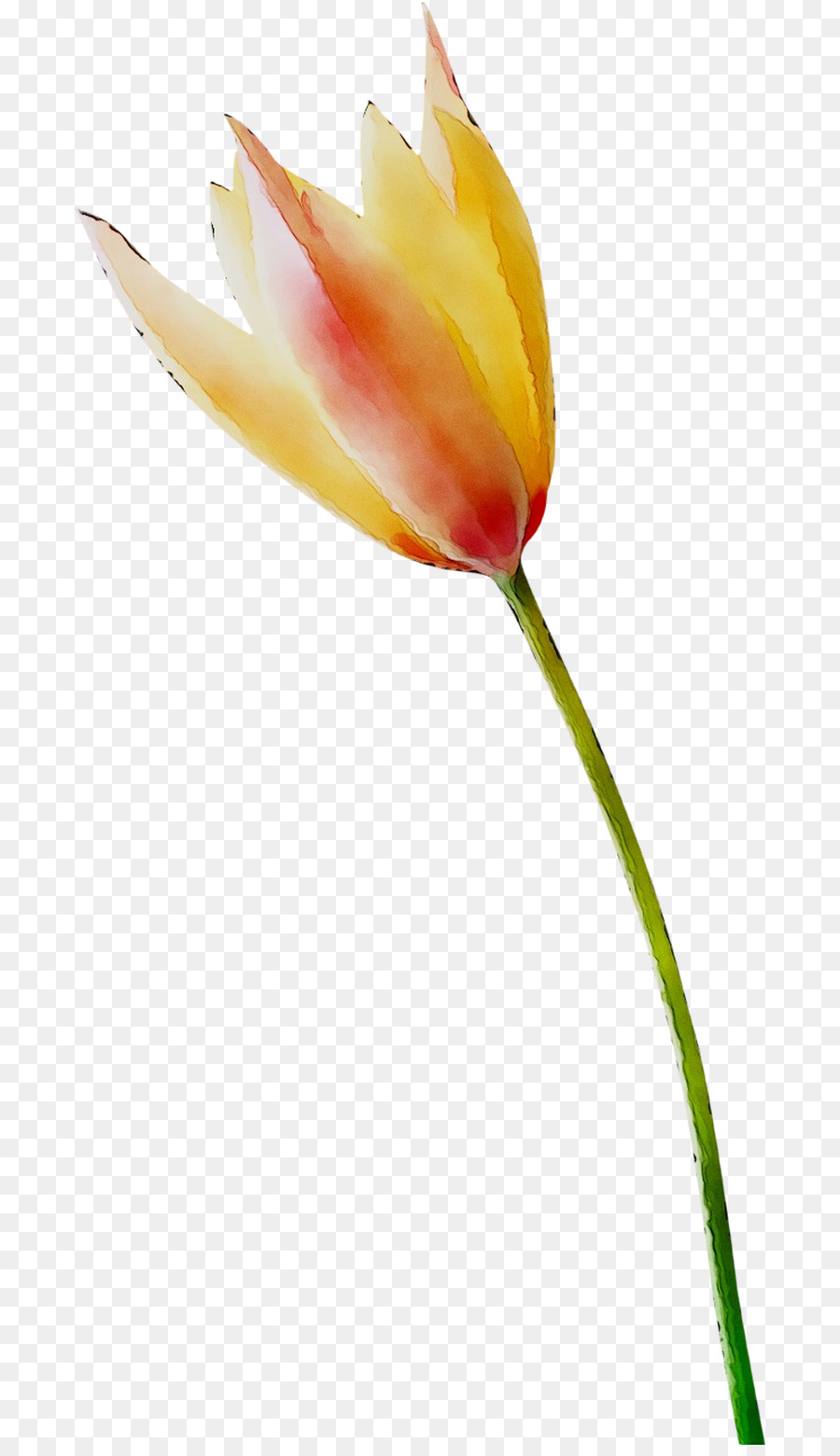 Tulip Merah，Tangkai PNG