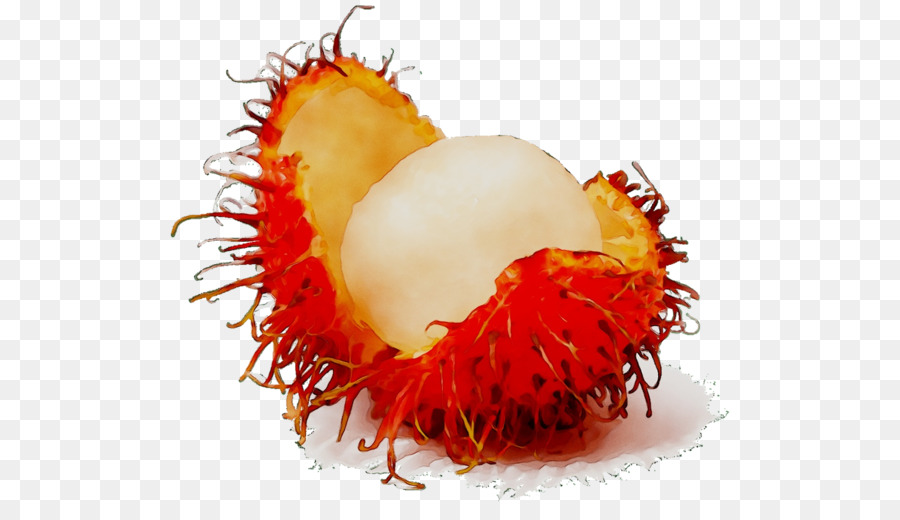 26 Gambar  Kartun  Pohon Rambutan  Gambar  Kartun  Mu