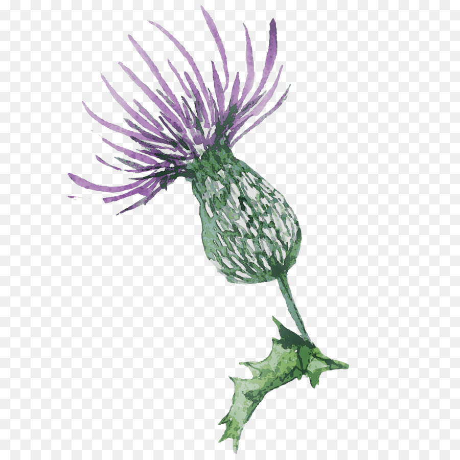 Thistle Ungu，Bunga PNG